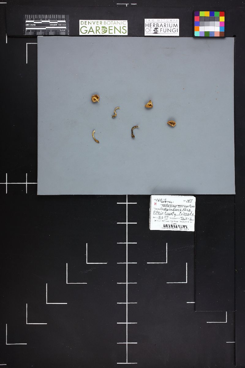 Hebeloma corrugatum image