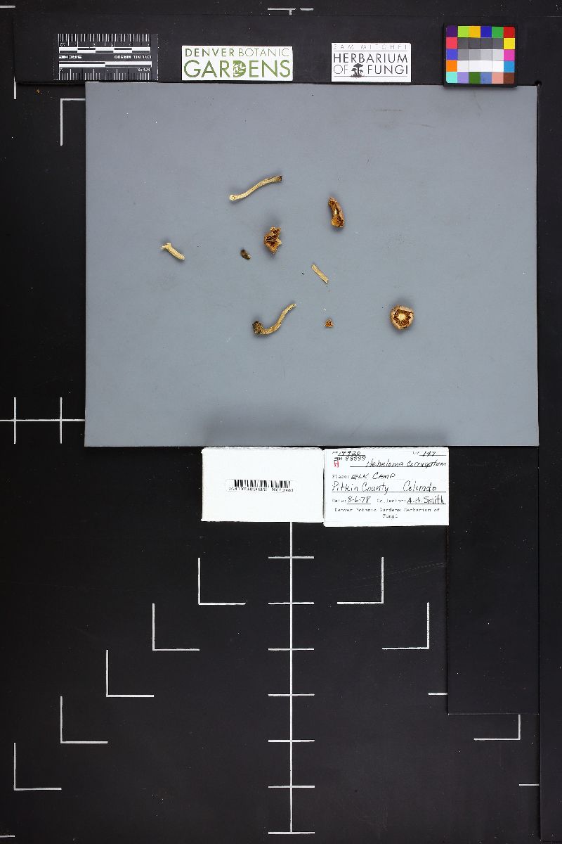 Hebeloma corrugatum image