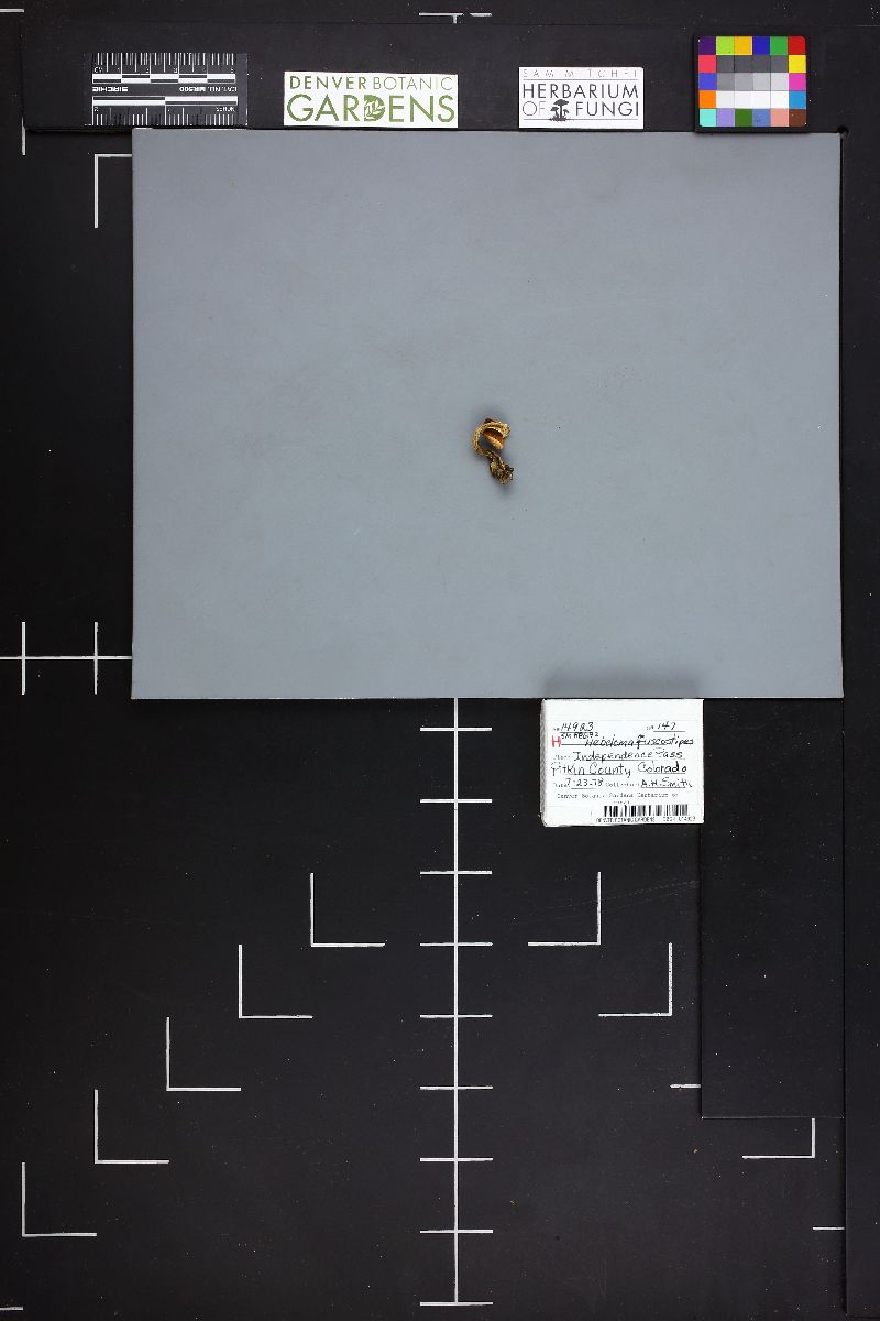 Hebeloma fuscostipes image