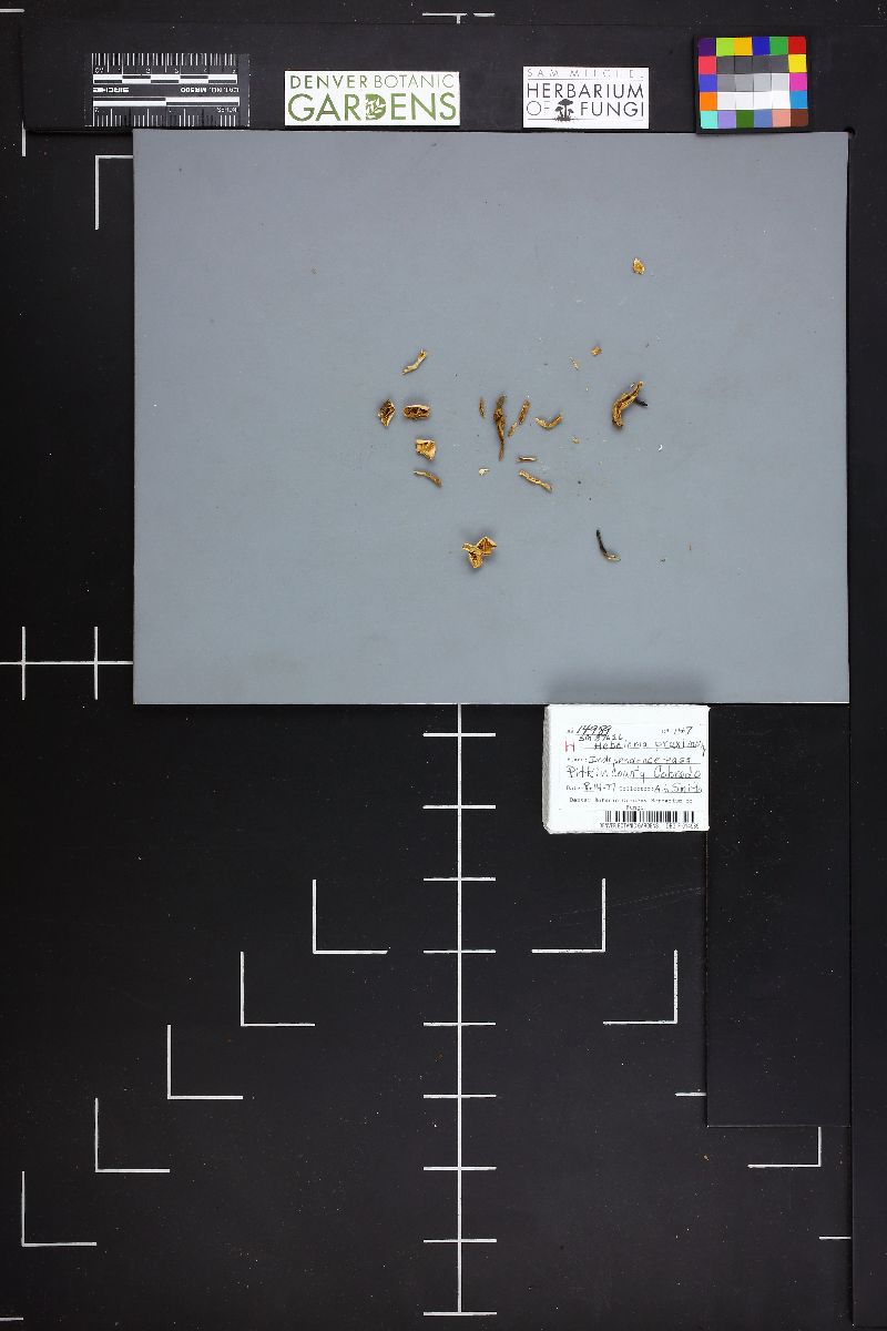 Hebeloma marginatulum image