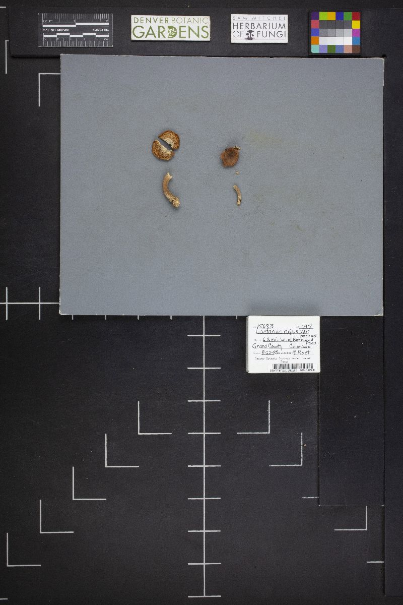 Lactarius rufus var. parvus image