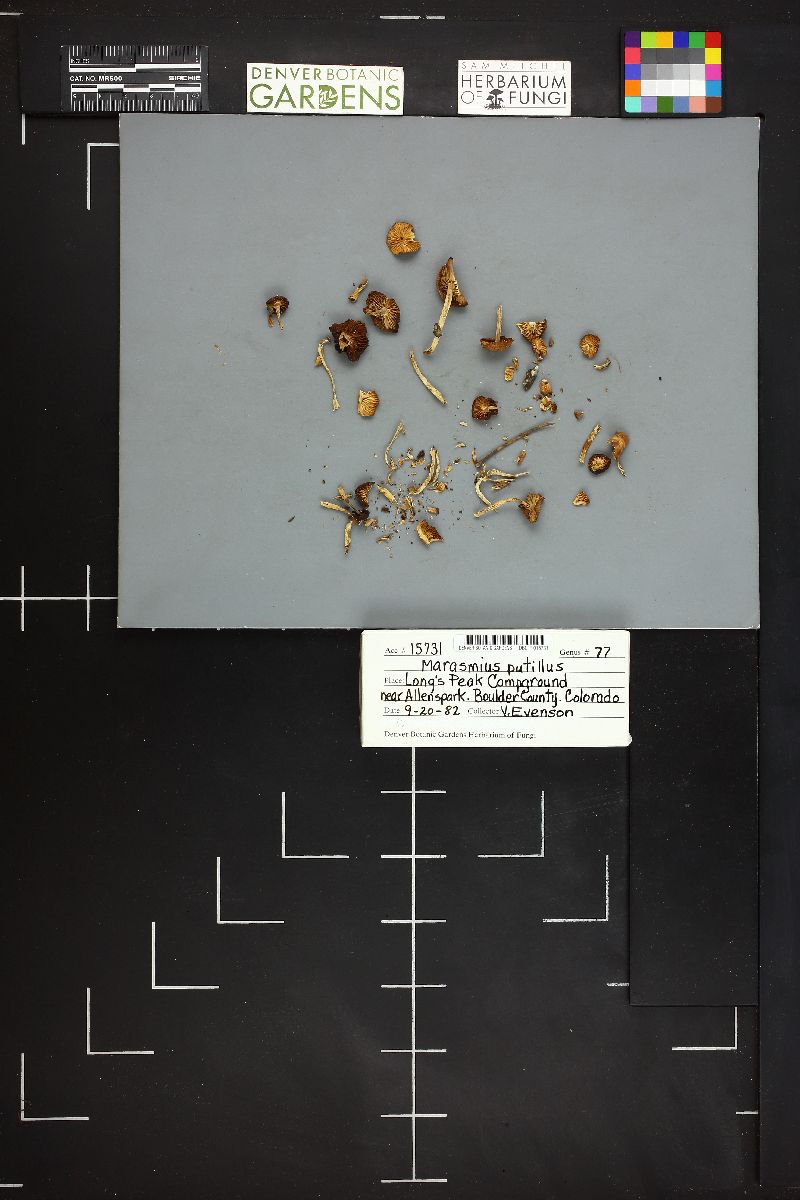 Marasmius putillus image