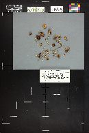 Marasmius putillus image