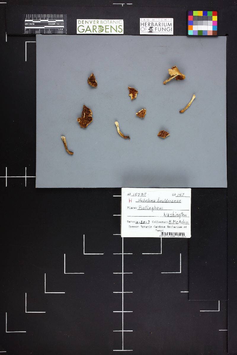 Hebeloma boulderense image