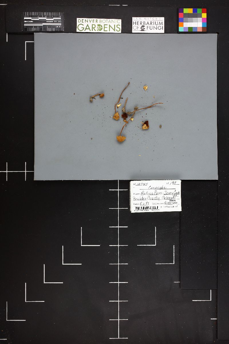 Conocybe filipes image