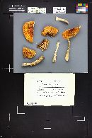 Amanita muscaria var. flavivolvata image