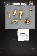 Stropharia hornemannii image