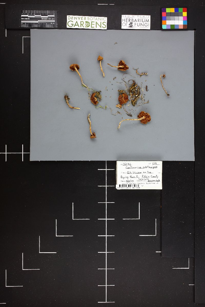 Cortinarius subflexipes image