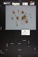 Cortinarius subflexipes image