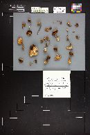 Hypholoma dispersum image