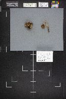 Coltricia perennis image