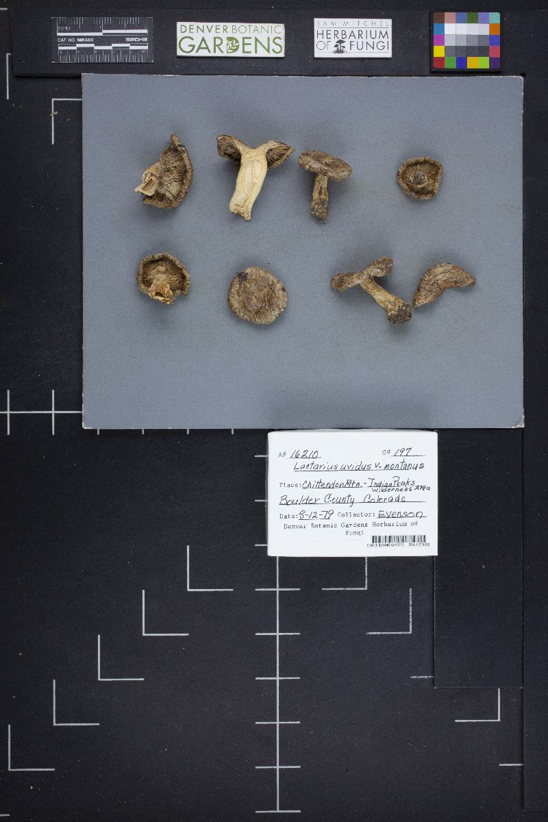 Lactarius montanus image