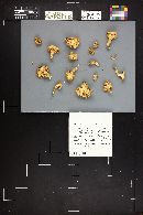 Hygrophorus chrysodon image