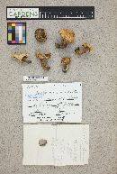 Lactarius rubrilacteus image