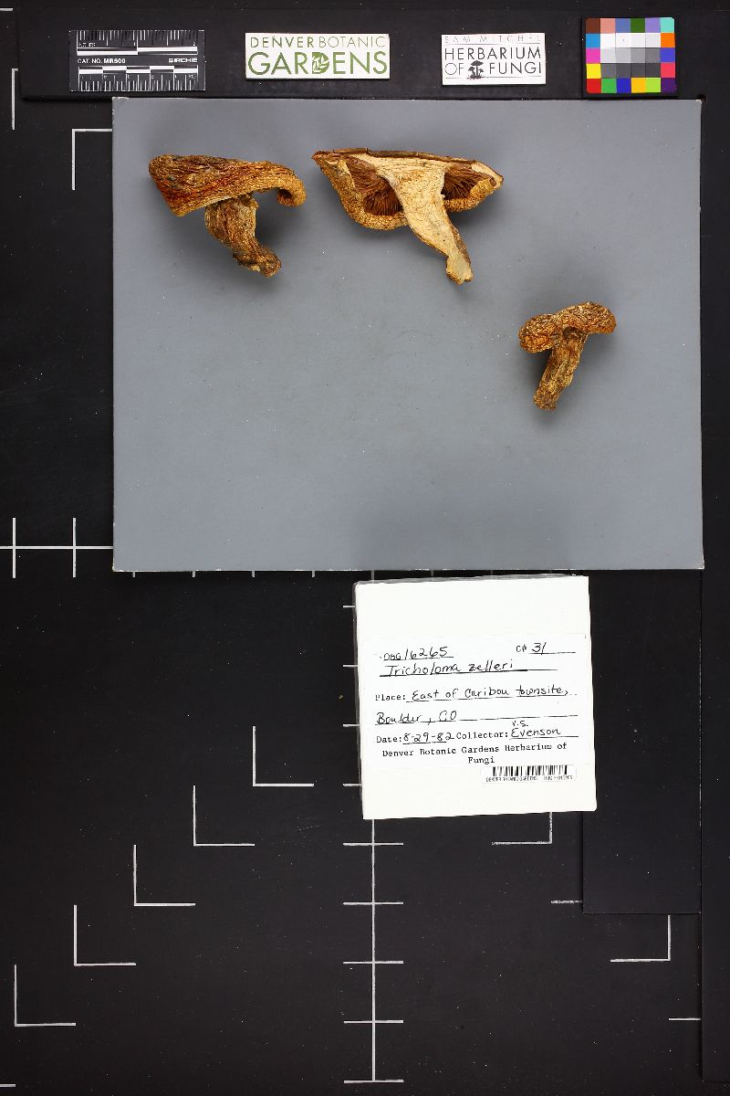 Tricholoma zelleri image