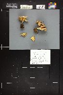 Clitocybe sinopica image