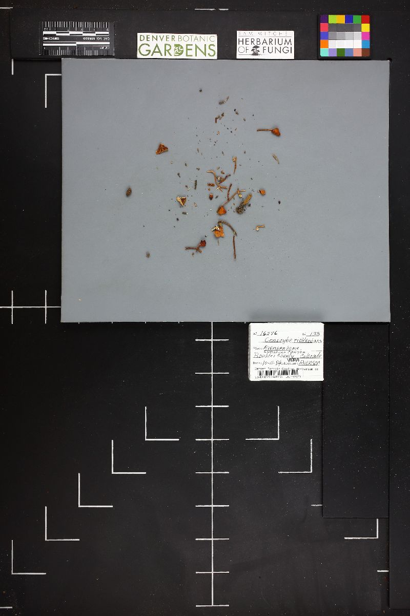 Conocybe rickenii image