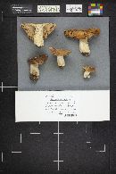 Russula ochroleuca image