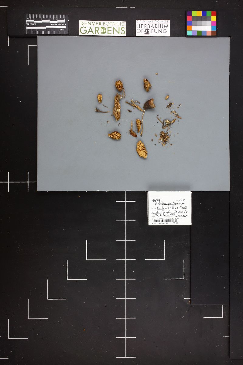Entoloma peckianum image