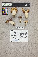 Russula variata image