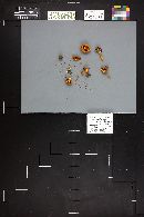 Gymnopilus sapineus image