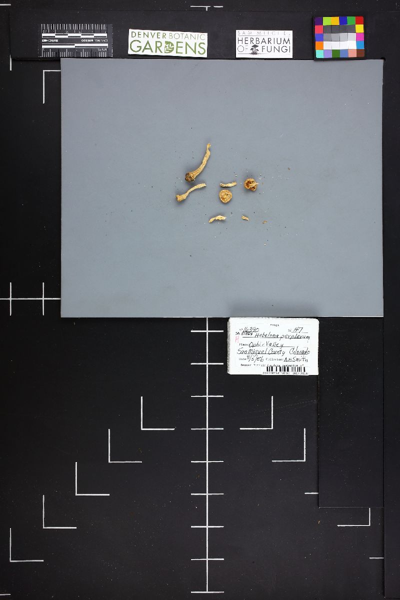 Hebeloma perplexum image