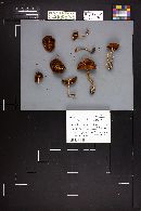 Pholiota brunnescens image