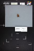 Hebeloma crustuliniforme image