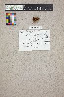 Hebeloma crustuliniforme image