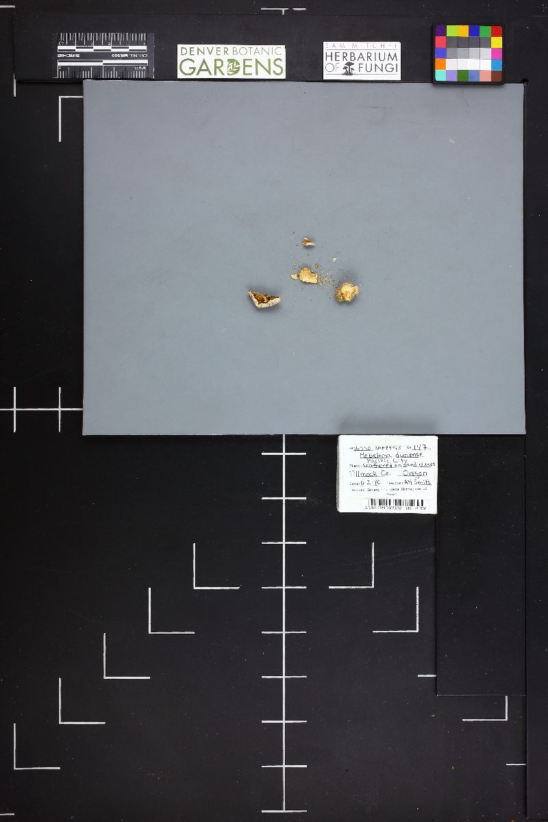 Hebeloma dunense image