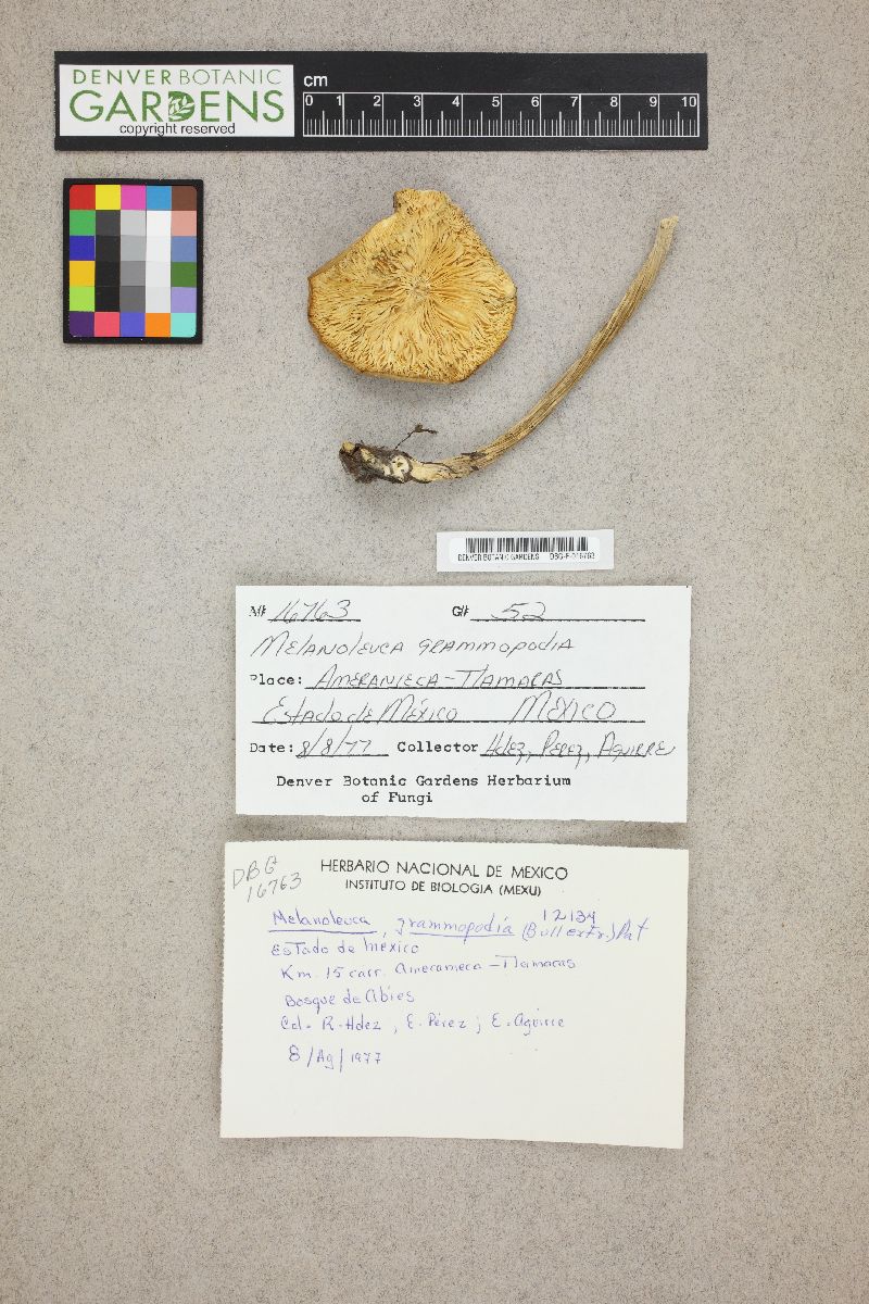 Melanoleuca grammopodia image