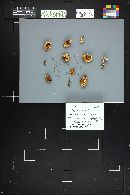 Lepiota lilacea image