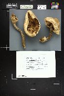 Chlorophyllum rachodes image