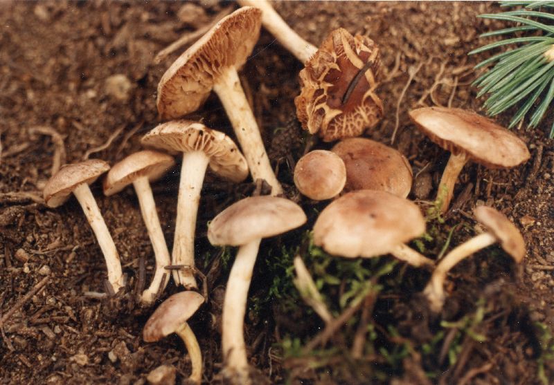 Hebeloma oregonense var. atrobrunneum image