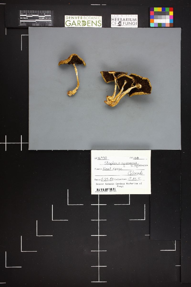 Leratiomyces squamosus var. squamosus image