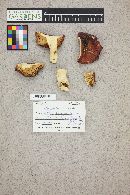 Russula emetica image