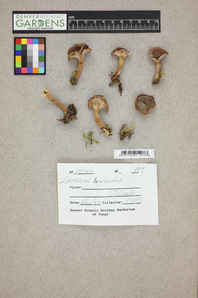 Lactarius luculentus image