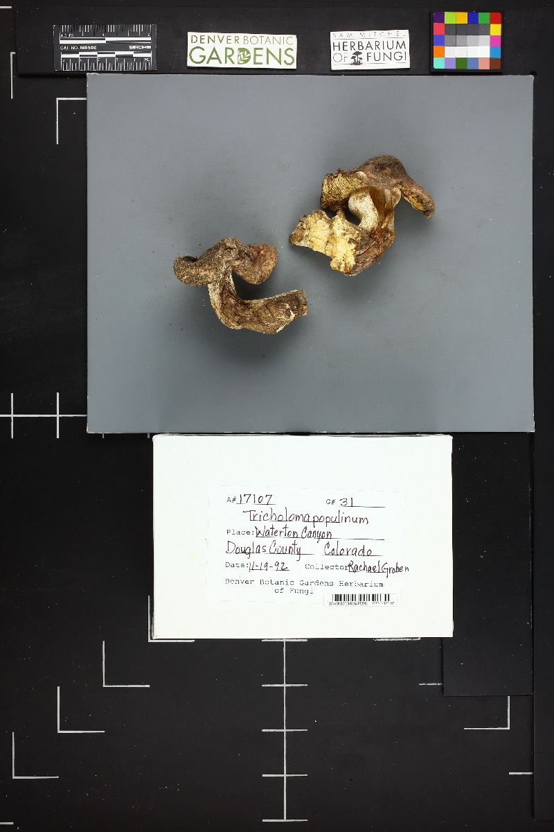 Tricholoma populinum image