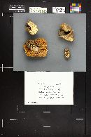 Clitocybe robusta image