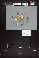 Rugosomyces ionides image