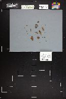 Cortinarius incisus image