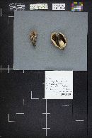 Gomphidius subroseus image