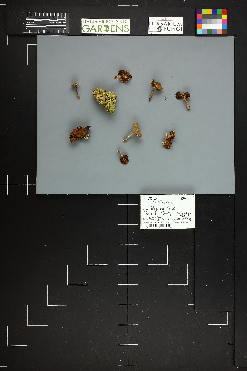 Cortinarius incisus image