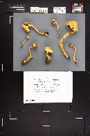 Pholiota squarrosa image