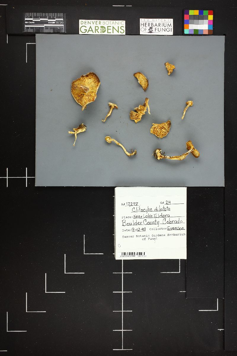 Clitocybe dilatata image