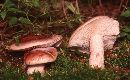 Hygrophorus russula image