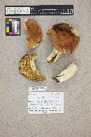 Russula decolorans image