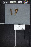 Suillus tomentosus image