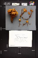 Flammulina populicola image