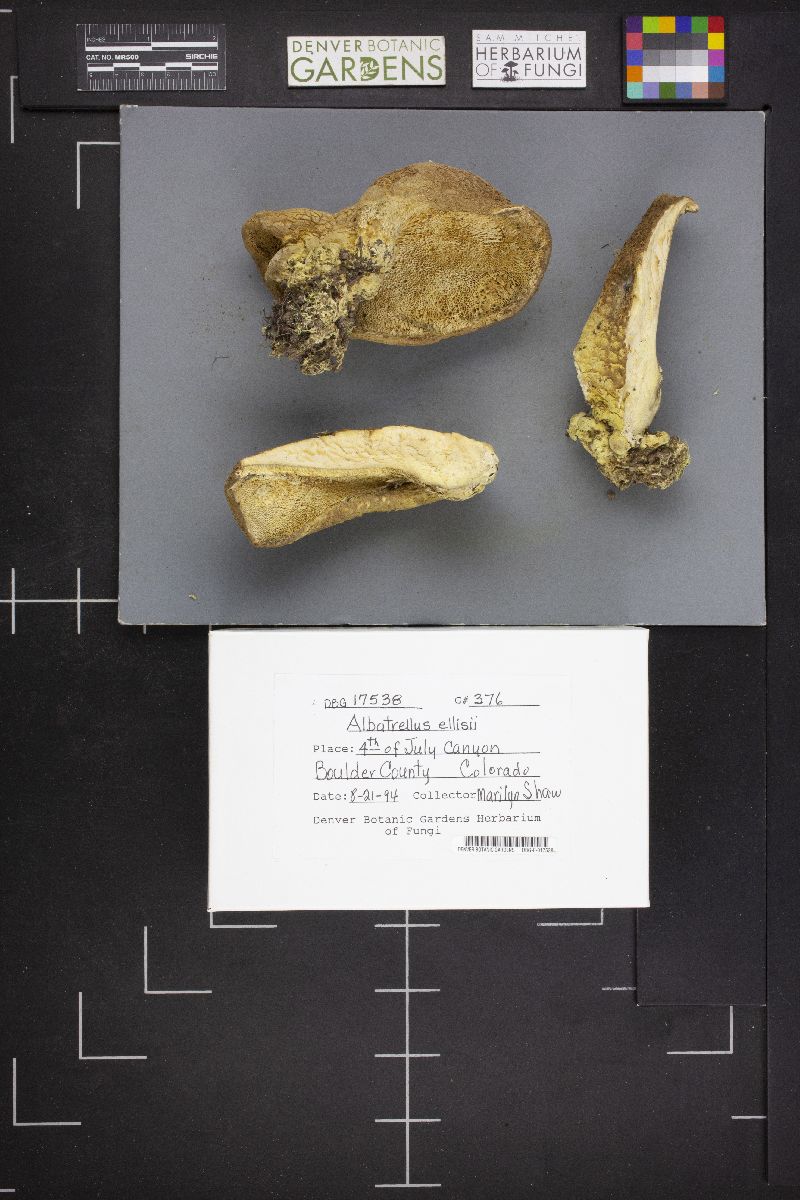 Albatrellus ellisii image
